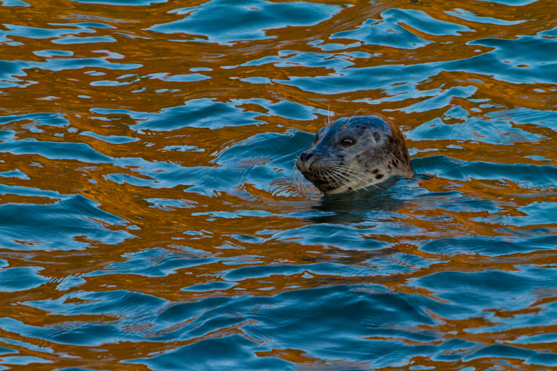 Harbor Seal In Water
